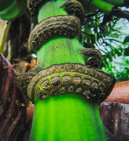 Ants on a palm tree in the rainforest of Costa Ricaの写真素材