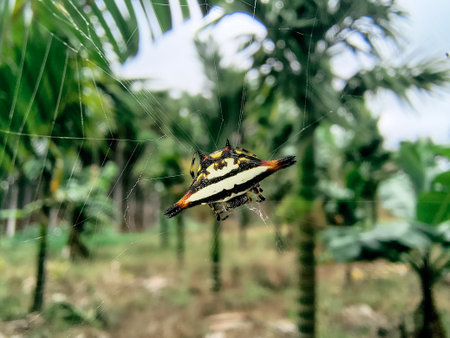 Spider on the spider web in the garden. Selective focus.