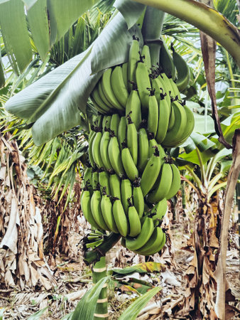 Banana tree with bunch of green bananas growing on it. Tropical banana plantation in Indiaの写真素材