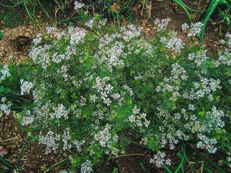 Beautiful white flowers of coriander plant in the garden.