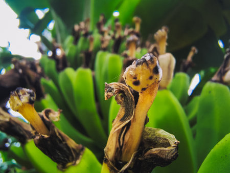 Close up of bananas on tree, India. Selective focus.の写真素材