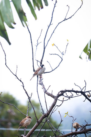 Sparrow sitting on the branch of a tree in nature.