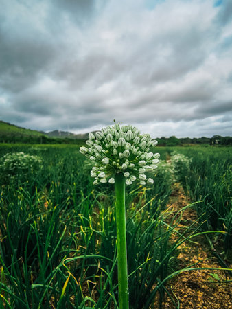 Onion flower blooming in the field with cloudy sky background.の写真素材