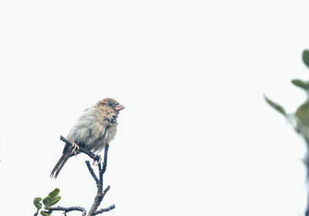 House sparrow (Passer domesticus) perched on a branchの写真素材
