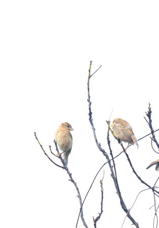 Sparrow on the tree branch isolated on a white background.