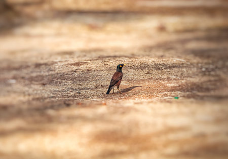 Bird on the ground in nature, India. (Acridotheres tristis)