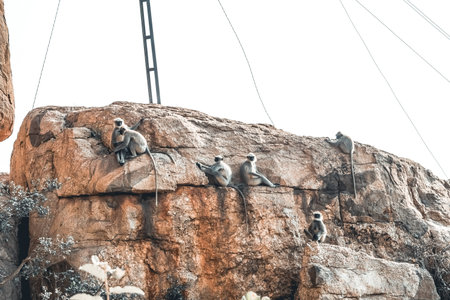 Group of monkeys on the rock in the park, Anjanadri hillの写真素材