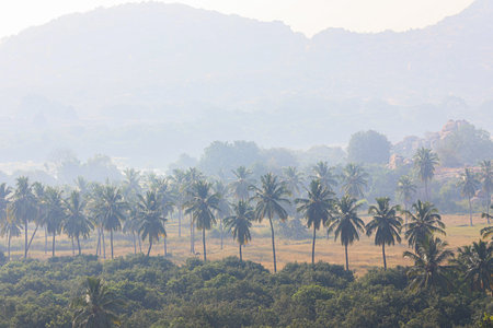 Palm trees in a rice field in Hampi, India.の写真素材