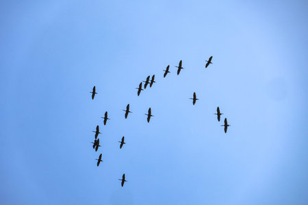 Group of birds flying in the blue sky, closeup of photo