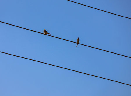 Two birds sitting on an electric wire with blue sky in the background