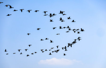 flock of cormorants flying in the blue sky, nature series