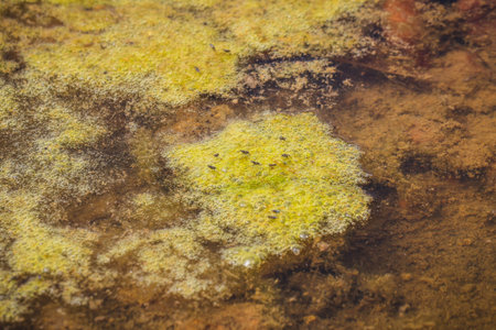 Moss and lichen on the surface of the water in the springの写真素材