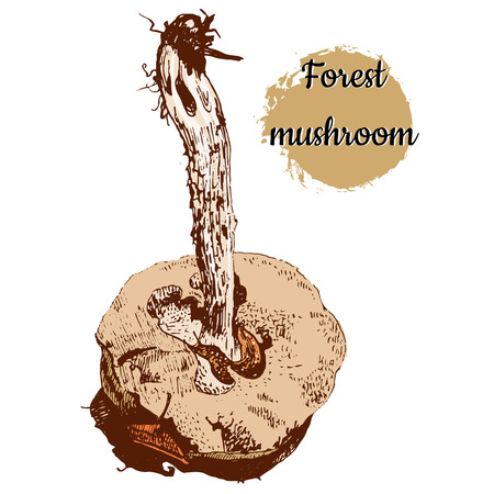 Hand drawn ink pen vintage engraving style vector illustration of forest mushroom with slug isolated on a white background.のイラスト素材