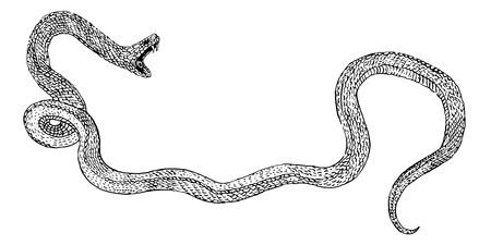 Attacking snake with open jaws. Hand drawn engraving style ink illustration. Viper, venomous...