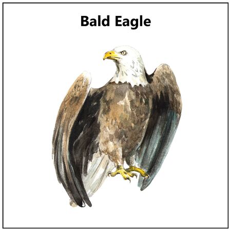 A close up of a bird. High quality photoの写真素材