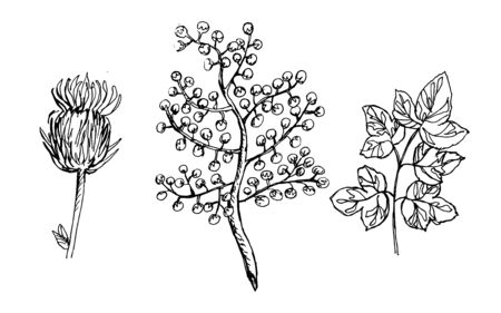 Vector outline monochrome herbsのイラスト素材