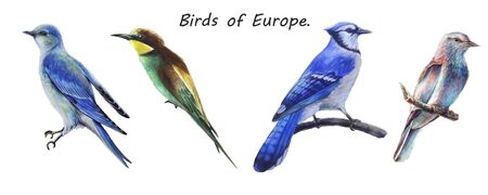 Hand drawn watercolor isolated blue birds.の写真素材