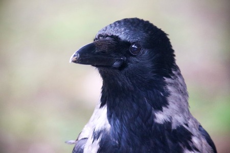 Crow closeupの写真素材