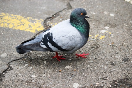 Feral pigeon, city dove, city pigeon, or street pigeonの写真素材