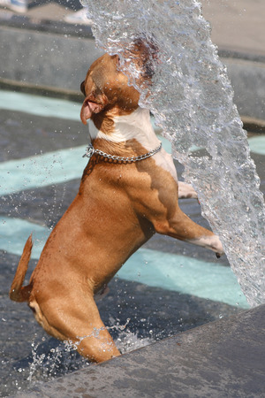 dog playing with water in fountainの写真素材