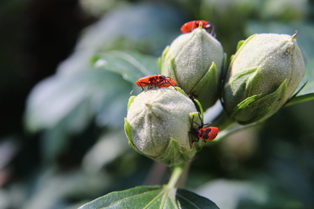 red cotton bugs on plantの写真素材