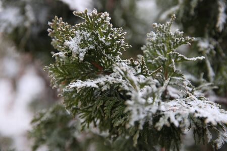 Frosted plant in winter