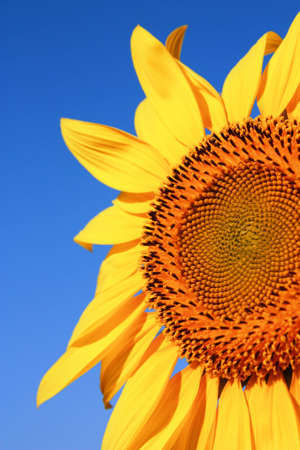 Sunflower Closeupの写真素材