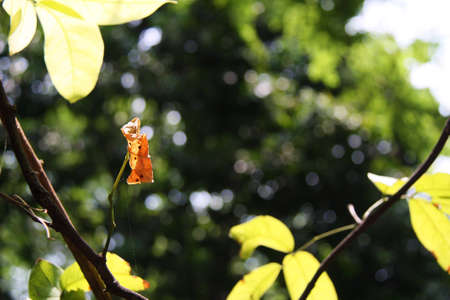 Orange Leaf