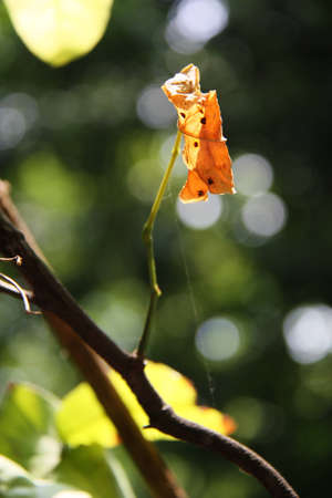 Orange Leafの写真素材