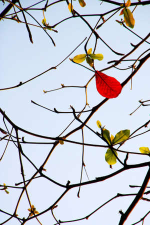 Red Leaf on Tree