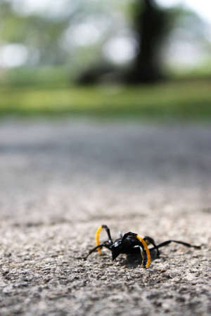 Insect on Groundの写真素材