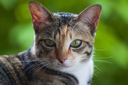 Catの写真素材