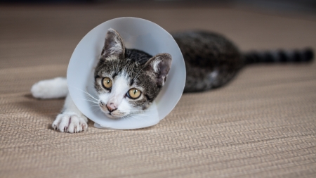 Siamese cat in a cone lie leisurely on a matの写真素材