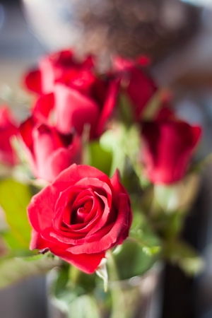 Beautiful fresh red rosesの写真素材