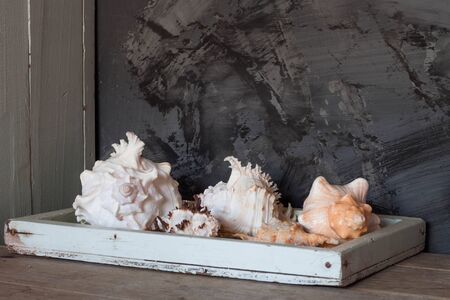 Sea shells on wooden tray top table against black grunge wallの写真素材