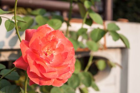 Beautiful orange rose blossoming in daylightの写真素材