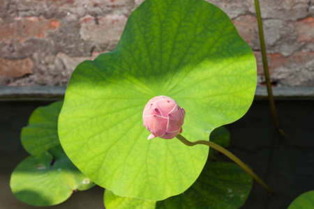 Fresh lotus bud closeupの写真素材