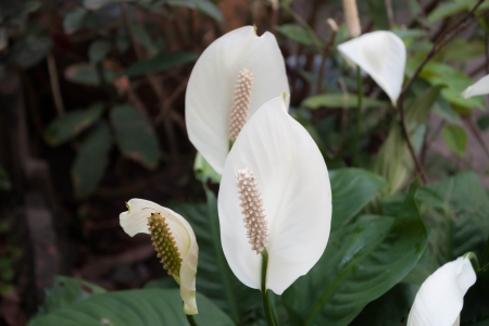 Beautiful white spathiphyllum flower Peace Lily  in gardenの写真素材