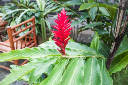 Galangal red flowers blossom in home stayの写真素材