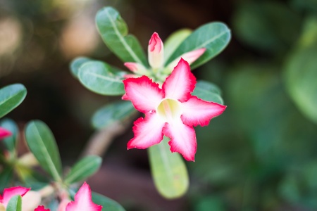 Pink beautiful blooming azalea flowersの写真素材