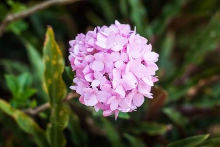 Beautiful blooming pink hydrangea flowersの写真素材
