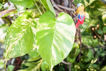 Green leaves of fresh pothos plant in gardenの写真素材