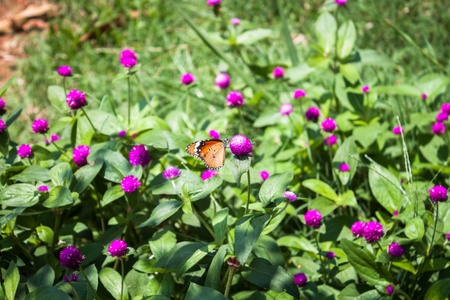 Plain tiger butterfly on globe amaranth or bachelor buttonの写真素材