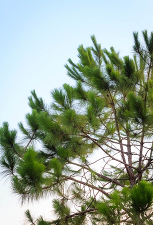 Green tree branch isolated on sky backgroundの写真素材