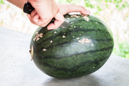 Fresh green water melon and knife cuttingの写真素材
