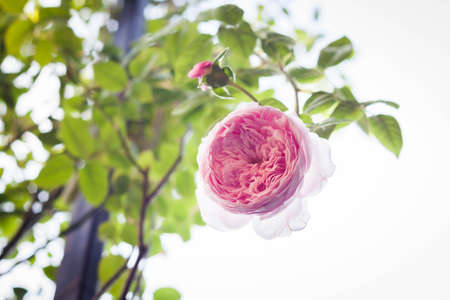 Beautiful pink rose flowers on bush, stock photoの写真素材