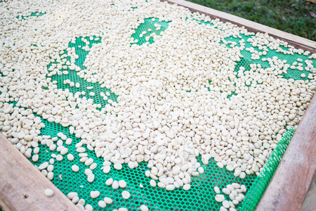 Green coffee beans dried in the sun, stock photo