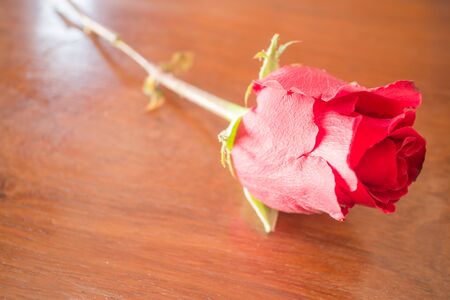 Beautiful red rose on wooden background, stock photoの写真素材