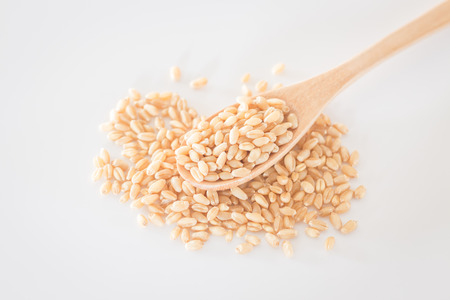 Organic pet wheat grass seedsの写真素材