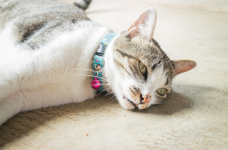 Siamese cat lying down leisure at home, stock photoの写真素材